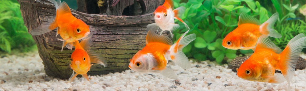 Aquarium San Sebastian